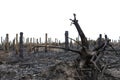 Burned tree trunks Dry dead gray tree trunks with branches after a fire, terrible fire Royalty Free Stock Photo