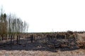 Burned tree trunks Dry dead gray tree trunks with branches after a fire, terrible fire Royalty Free Stock Photo