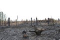 Burned tree trunks Dry dead gray tree trunks with branches after a fire, terrible fire Royalty Free Stock Photo