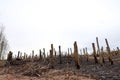 Burned tree trunks Dry dead gray tree trunks with branches after a fire, terrible fire Royalty Free Stock Photo