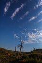 Burned trees with blue sky background Royalty Free Stock Photo