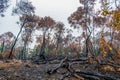 Burned trees after a bush fire. Royalty Free Stock Photo