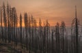 Burned trees in California after devastating wildfire. Royalty Free Stock Photo