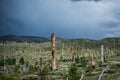 Burned trees from a California forest fire in the Inyo National Forest, near Devils Postpile National Monument in Mammoth Lakes,