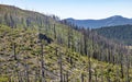 Burned trees on eastern Oregon hillside Royalty Free Stock Photo