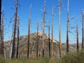 Burned trees in the forest blue sky.