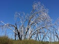 Burned trees in the forest blue sky.