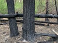 Burned trees in the forest after a fire. Traces of fire on trees in a park. Burnt bark on forest trees. Forest Burns Royalty Free Stock Photo
