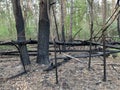Burned trees in the forest after a fire. Traces of fire on trees in a park. Burnt bark on forest trees. Forest fires Royalty Free Stock Photo