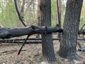 Burned trees in the forest after a fire. Traces of fire on trees in a park. Burnt bark on forest trees. Forest fires Royalty Free Stock Photo