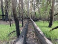 Burned trees in the forest after a fire. Traces of fire on trees in a park. Burnt bark on forest trees. Forest fires Royalty Free Stock Photo