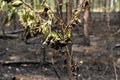 Burned trees in forest