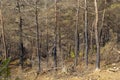 Burned trees in menderes forest in balaban