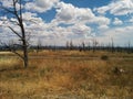 Burned trees recovering after forest fire Royalty Free Stock Photo