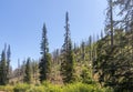 Burned trees on eastern Oregon hillside