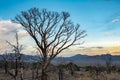 Burned Utah Juniper