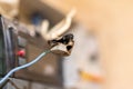 Burned wire, splicing connector, electrical terminal block of nonflammable, fireproof material. Faulty wiring or negligent Royalty Free Stock Photo