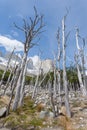 Burned woodland, French Valley, Torres del Paine, Chile