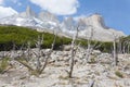 Burned woodland, French Valley, Torres del Paine, Chile