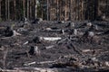 Burned zone with black stumps in sunlight after forest fire Royalty Free Stock Photo