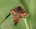 Burnet companion Euclidia glyphica moths in cop