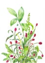 burnet, lily of the valley, stone bramble. Sanguisorba, Convallaria majalis, Rubus saxatilis. Royalty Free Stock Photo