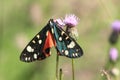 Burnet moth