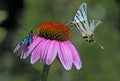 Burnet moth and swallowtail butterfly Royalty Free Stock Photo