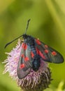 Burnet moth