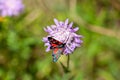 The burnet moth Zygaena ephialtes Royalty Free Stock Photo