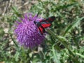 Burnet moths butterfly red black in the mountains Royalty Free Stock Photo