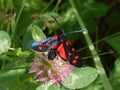 Burnet moths butterfly red black in the mountains Royalty Free Stock Photo