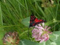 Burnet moths butterfly red black in the mountains Royalty Free Stock Photo