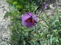 Burnet moths butterfly red black in the mountains Royalty Free Stock Photo