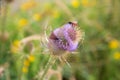 The Burnet moths