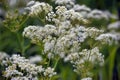 Burnet saxifrage