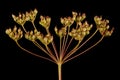 Burnet-Saxifrage (Pimpinella saxifraga). Fruiting Umbel Closeup Royalty Free Stock Photo