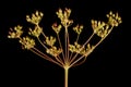 Burnet-Saxifrage (Pimpinella saxifraga). Fruiting Umbel Closeup Royalty Free Stock Photo