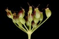 Burnet-Saxifrage (Pimpinella saxifraga). Fruiting Umbellule Closeup Royalty Free Stock Photo