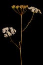 Burnet-Saxifrage (Pimpinella saxifraga). Habit Royalty Free Stock Photo