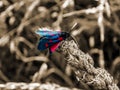 Burnett Moth on dry grass