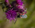 A Burnett Moth feeding on a thistle