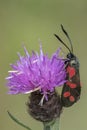Burnett moth on southampton common