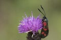 Burnett moth on southampton common