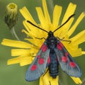 Burnett moth on southampton common