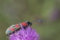 Burnett moth on southampton common