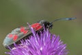 Burnett moth on southampton common