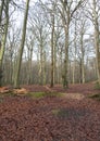 Burnham Beeches