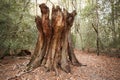 Burnham Beeches, UK - 7 November 2016: Dead Tree Trunk In Woods At Burnham Beeches In Buckinghamshire