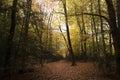 Burnham Beeches, UK - 7 November 2016: Dense Woodland At Burnham Beeches In Buckinghamshire